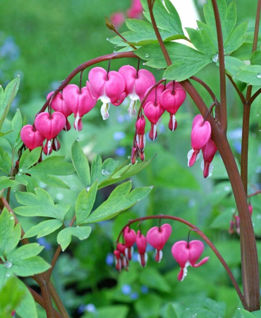 Shade plants for Sale at Central Mass Gardens Lunenburg!