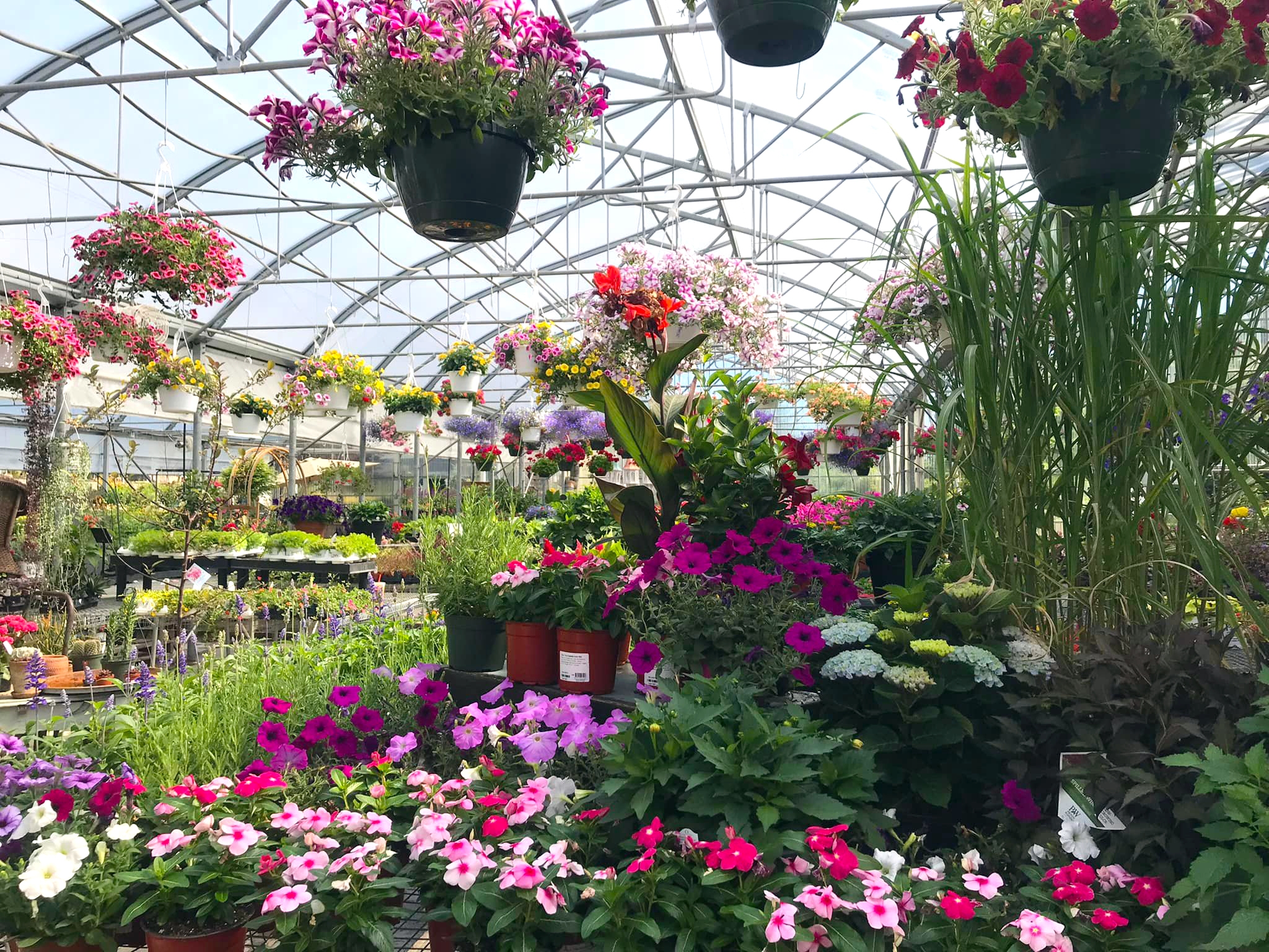 Greenhouse at Central Mass Gardens