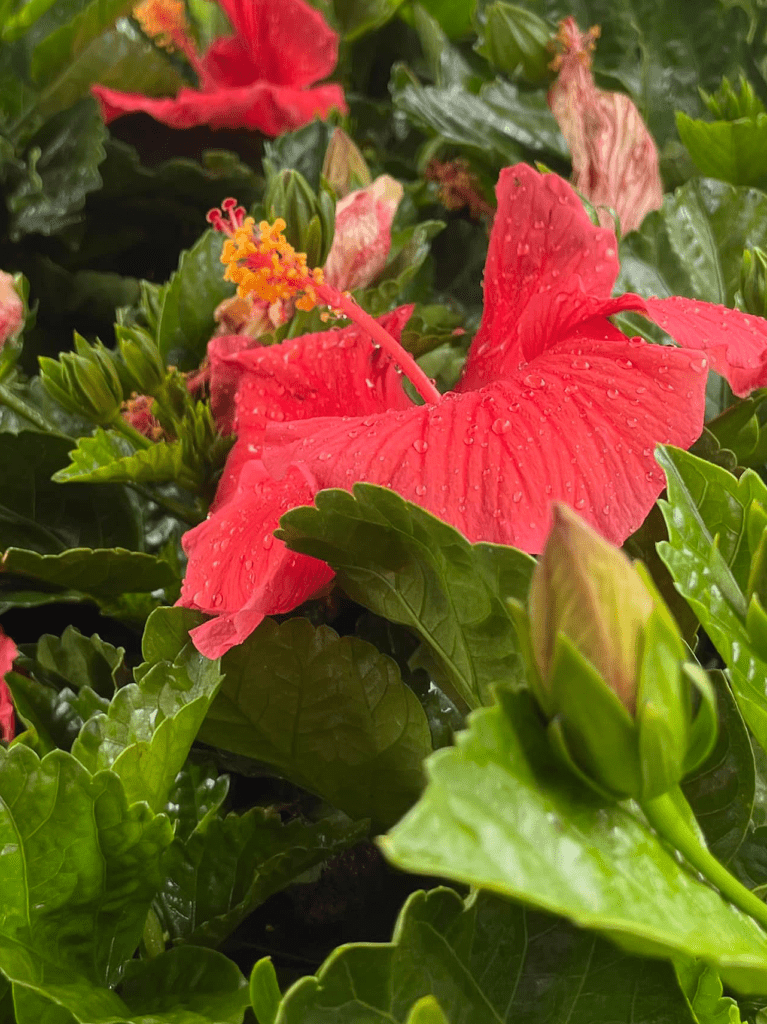 Annuals for Sale at Central Mass Gardens Lunenburg!