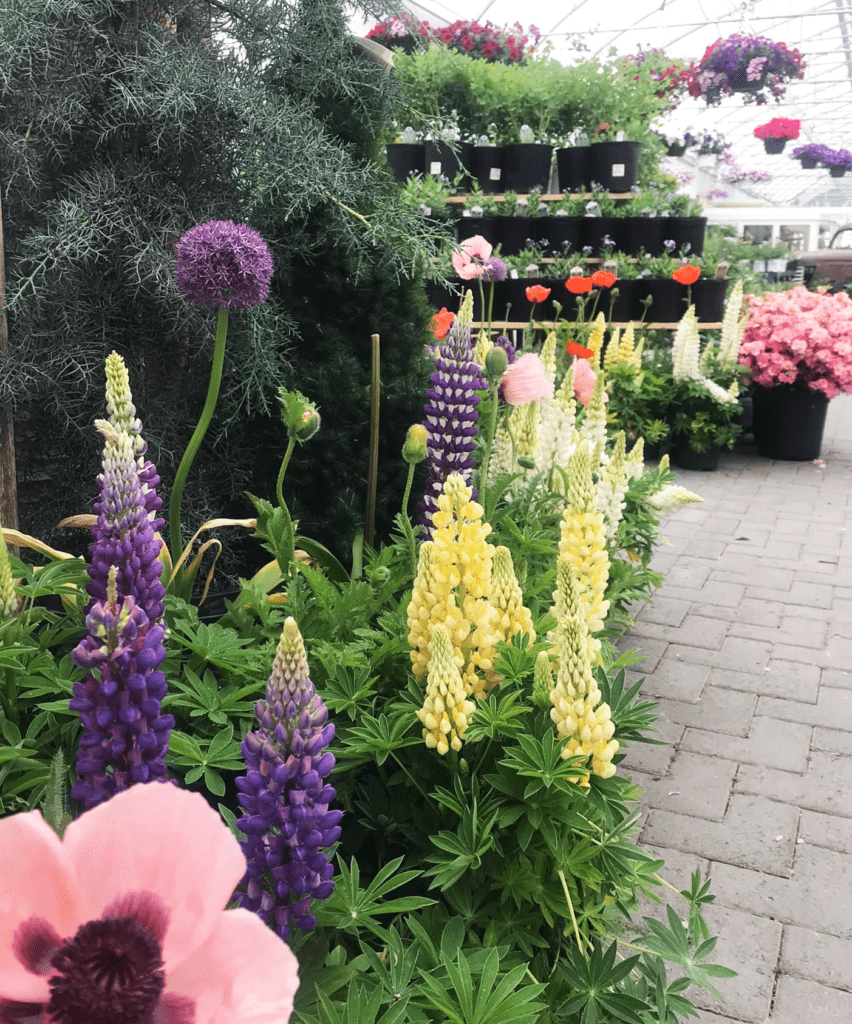 Perennials for Sale at Central Mass Gardens Lunenburg!