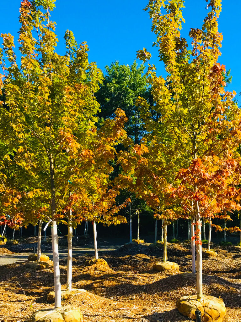 Trees at Central Mass Gardens